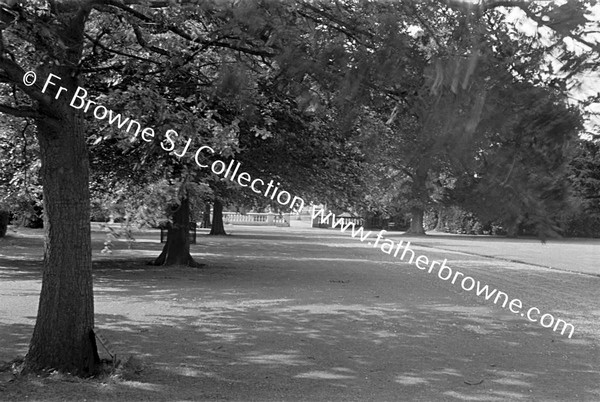 ARAS AN UACHTARAIN ROYAL AVENUE  KING EDWARD'S TREE